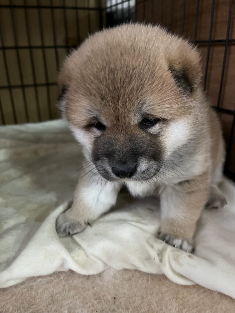 タヌキ顔　おっとり娘